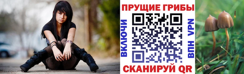закладка  Чебаркуль  Галлюциногенные грибы Psilocybe 